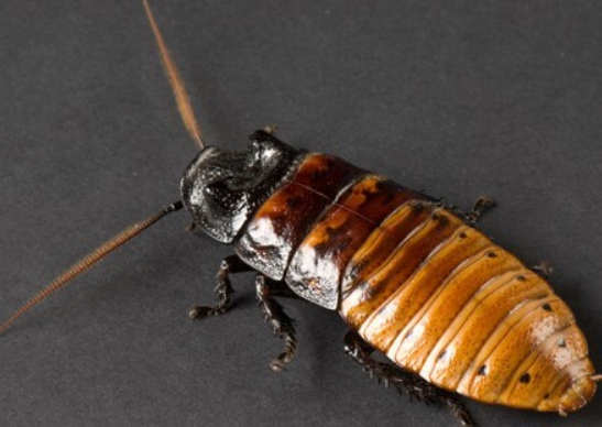 房子有蟑螂该如何处理