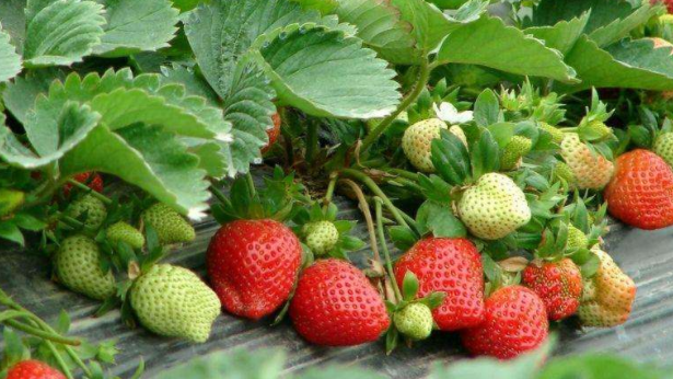 越吃越瘦的10种水果