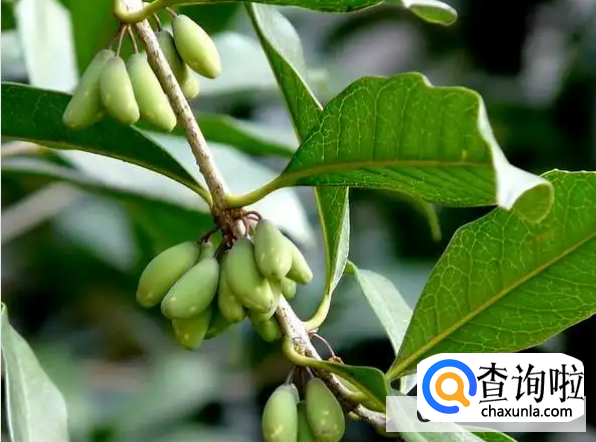 桂花果的功效与作用