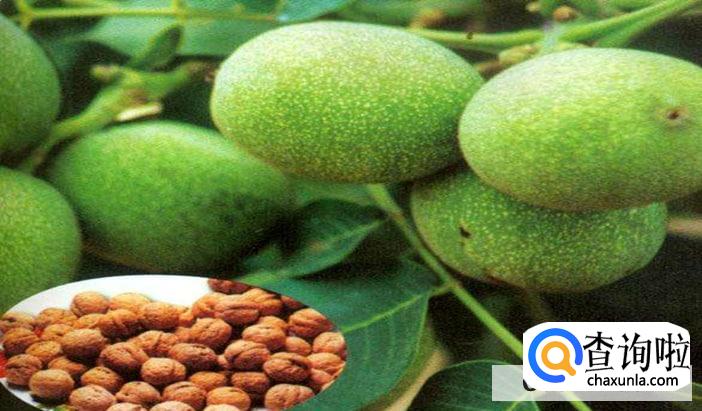 核桃树怎么育苗合适