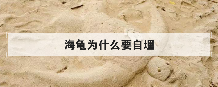 海龟为什么要自埋