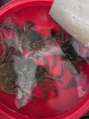 大闸蟹怎么做好吃