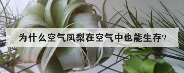 为什么空气凤梨在空气中也能生存
