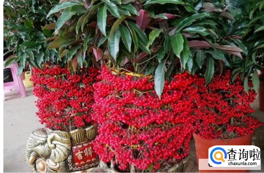 金玉满堂叶子发黄掉叶子怎么办