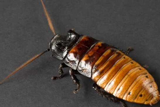 蟑螂的危害性有多大