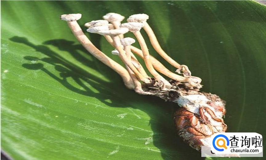 知了花怎么吃较好吃