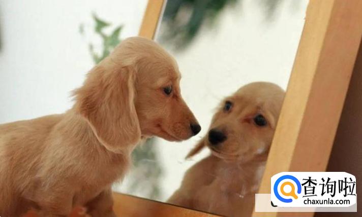 为什么狗在晚上会朝某一处嚎叫，细看却什么也没有？