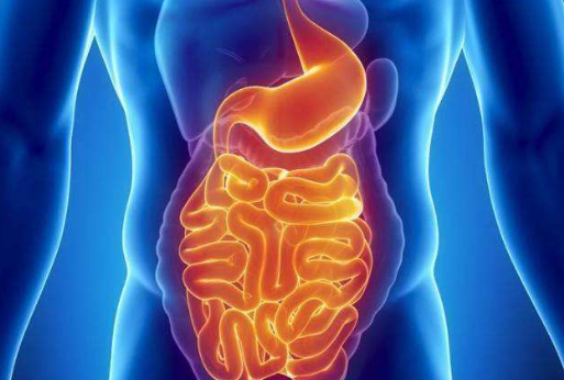 五脏六腑指的是什么