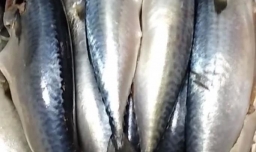 沙丁鱼的做法家常做法,沙丁鱼怎么做好吃做法窍门