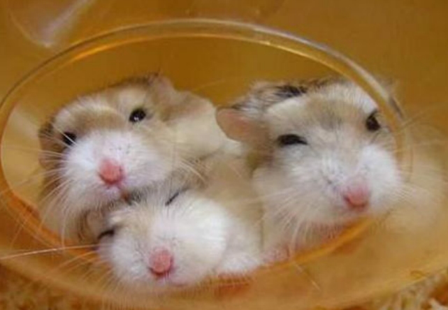 仓鼠的品种有哪些区别?