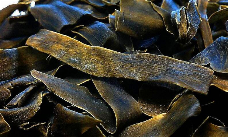 昆布是什么东西