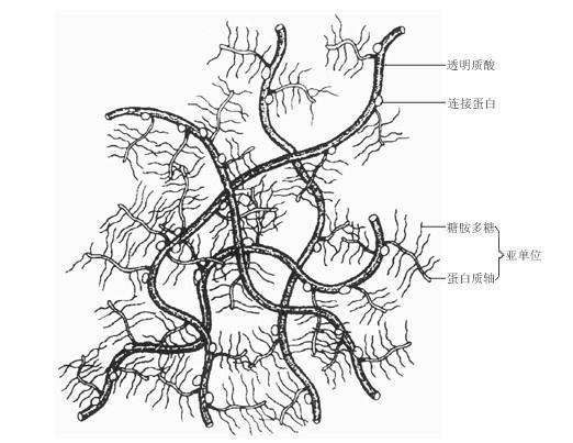 纤连蛋白对皮肤的作用