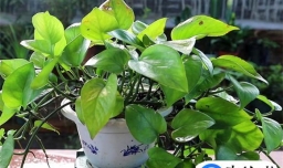 绿萝黄叶了怎么补救