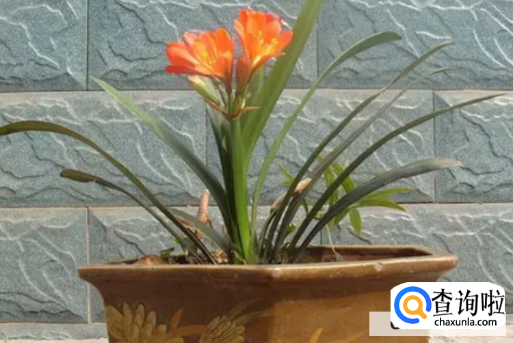 君子兰繁殖的方法常用的有