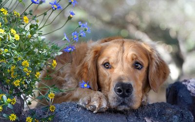 金毛犬怎么训练