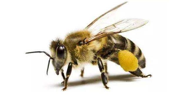 为什么低等动物的血液没有颜色