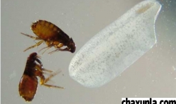 床上有跳蚤该怎么办