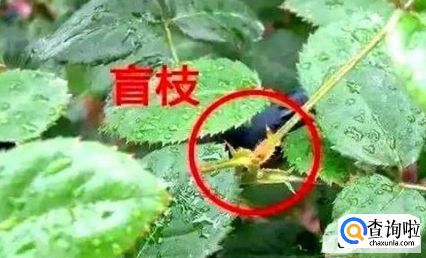 月季盲芽怎么处理较好