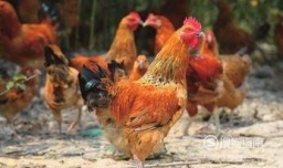 如何才能做出美味的鸡汤？