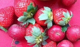 家庭自制糖葫芦的做法