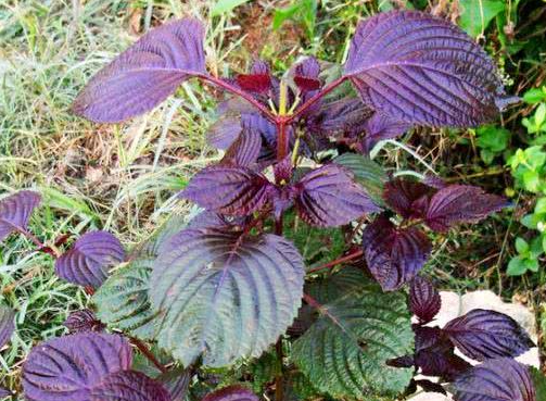 屠苏是什么意思