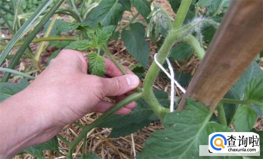 番茄要怎么修剪才合适