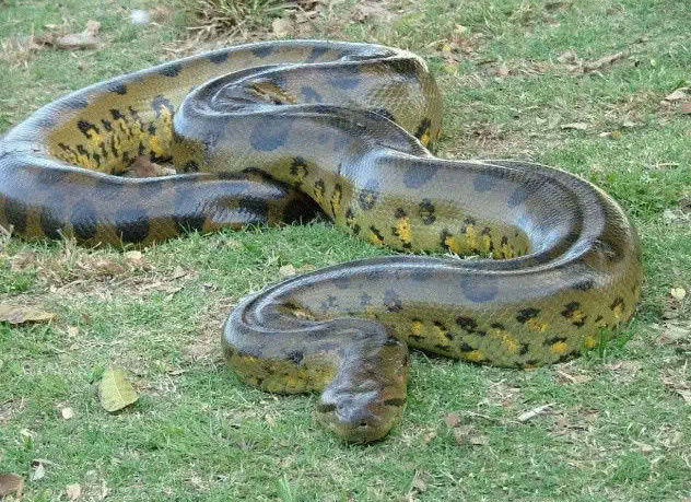 世界上最长的蛇