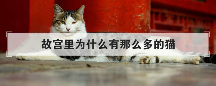 故宫里为什么有那么多的猫