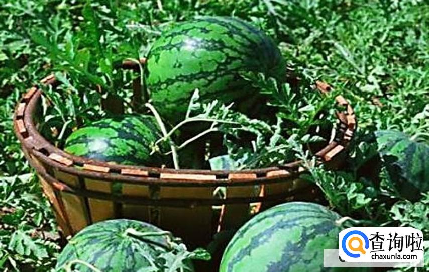 如何挑选成熟又好吃的西瓜？