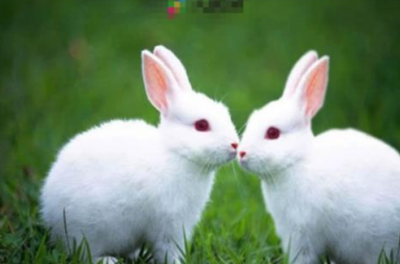 属羊和什么属相最配