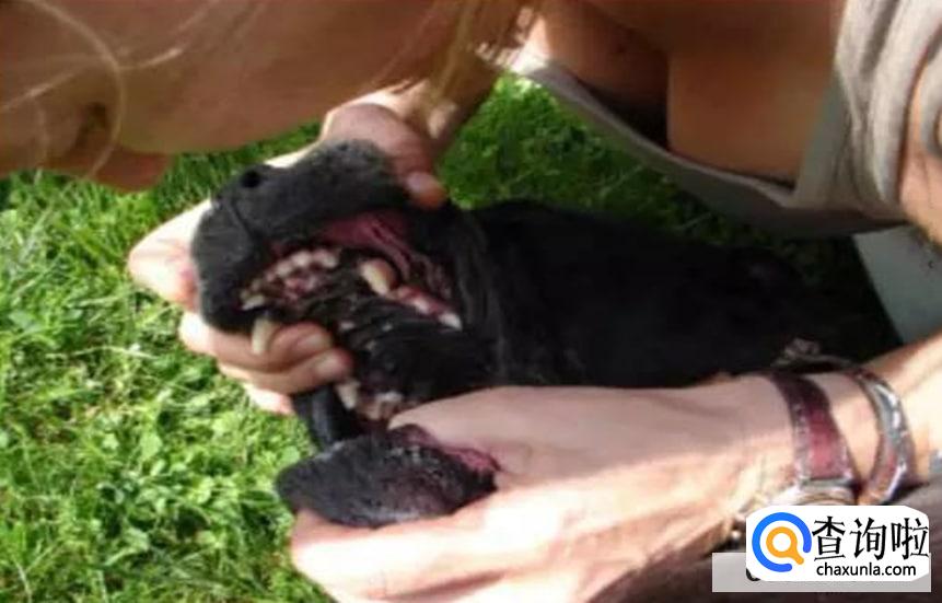 狗狗没气了已经软了怎么救