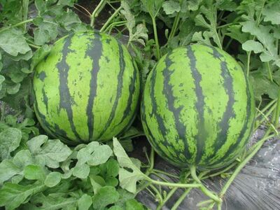 watermelon是什么意思