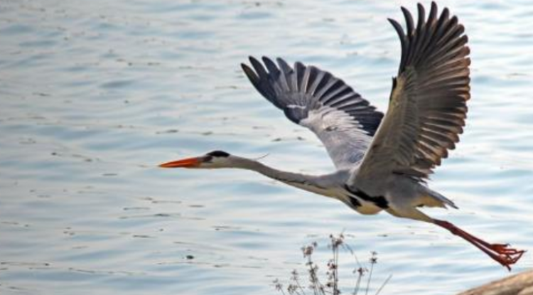 世界动物日的由来