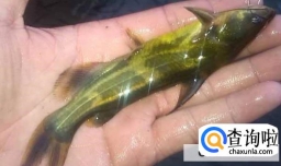 黄颡鱼的食用方法有哪些