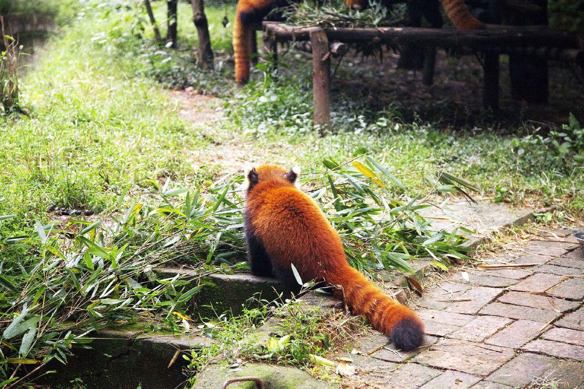 为什么人没有尾巴