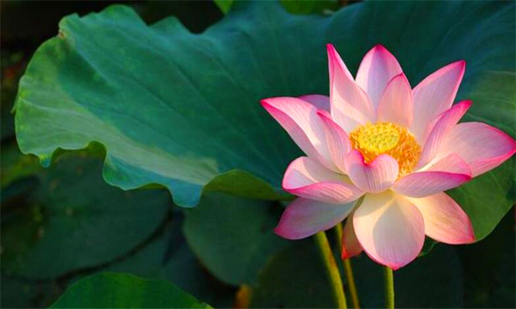 荷花有哪些象征意义