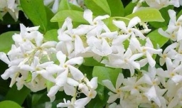 被列入黑名单的花有哪些？