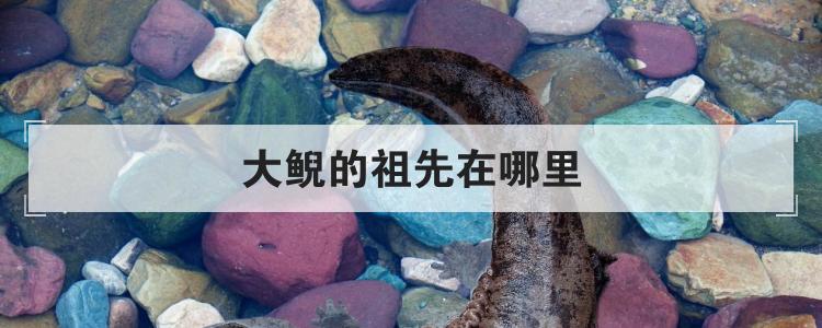 大鲵的祖先在哪里