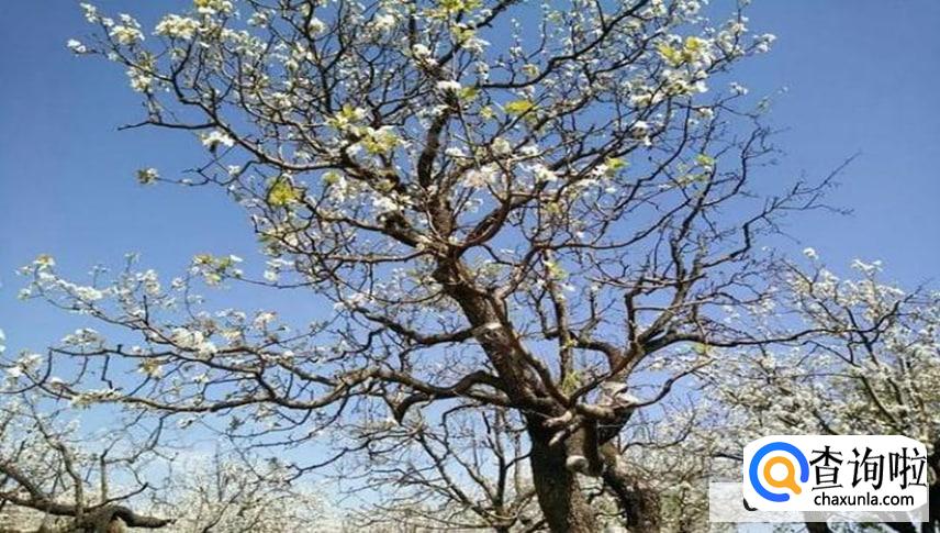 梨树发芽差疏花芽时该怎么做最好