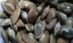 花甲粉丝汤的做法。教你怎么做花甲粉丝汤