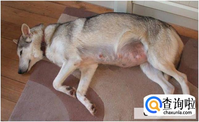 怎么判断狗狗是否怀孕