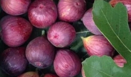 无花果干怎么制作