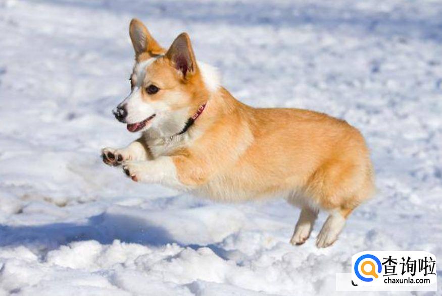 家里养什么狗子比较干净