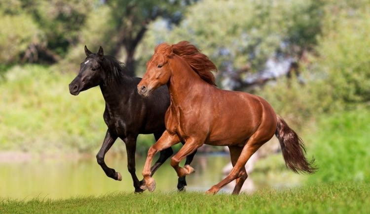 精神奕奕的动物是什么动物