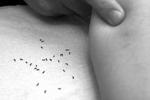 地板小黑虫怎么清除