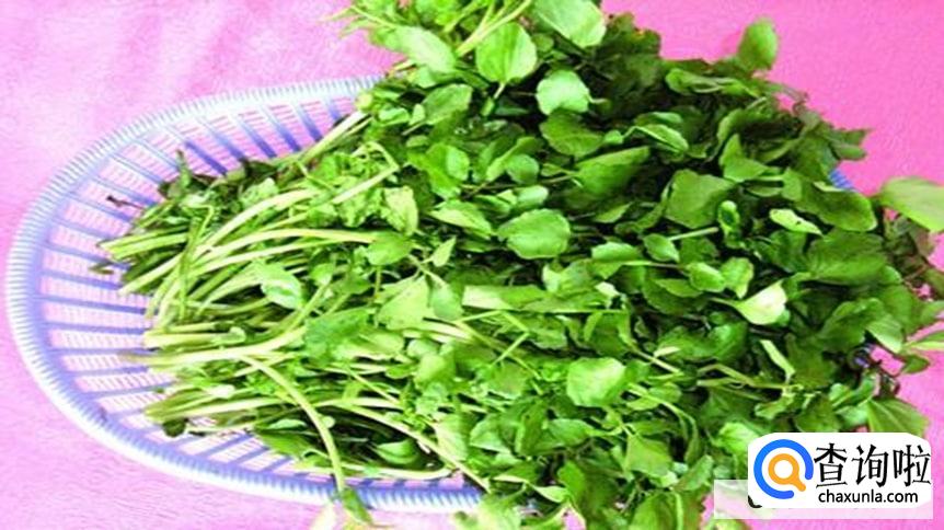 常吃豆瓣菜有什么好处