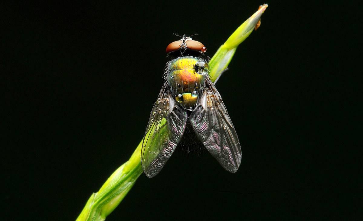 为什么苍蝇经常围绕着顶灯飞
