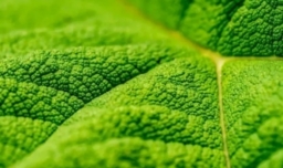 光合作用反应式是什么