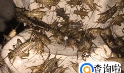 浣熊吃哪些食物