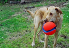 本能的意思是什么意思